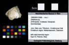 Foto (Objekt + Etikett) von Distefania sp.  (NHMW-GEO-1990-0041-2486)